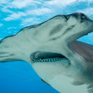 Great hammerhead mouth and hammer close-up against the surface, Bimini, Bahamas