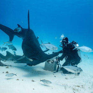 Great hammerhead banking at a feeder with nurse sharks on the sand, Bimini, Bahamas