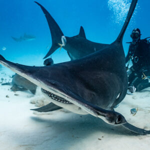Great hammerhead head-on with a second hammerhead and feeder behind, Bimini, Bahamas
