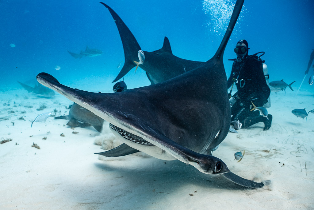 Great hammerhead head-on with a second hammerhead and feeder behind, Bimini, Bahamas