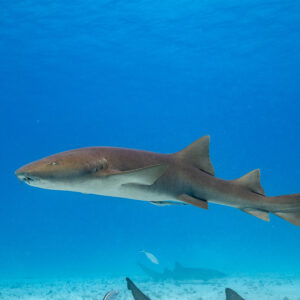 Nurse shark swimming in open blue water above sand, Bimini, Bahamas