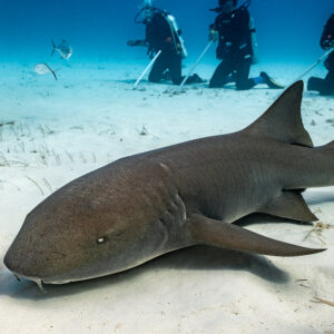 Nurse shark resting on sand in front of kneeling divers, Bimini, Bahamas