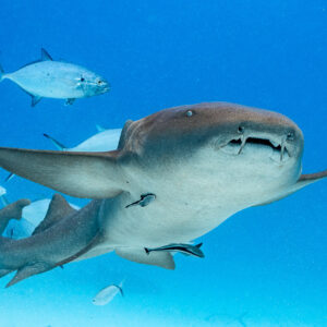Nurse shark swimming toward the camera with jacks and remoras, Bimini, Bahamas