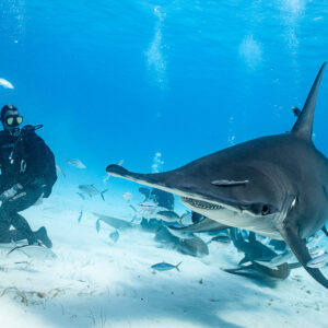 Great hammerhead shark leaving a feeder and kneeling divers, Bimini, Bahamas