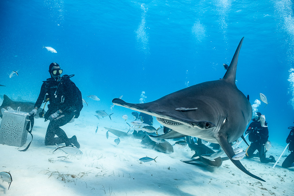 Great hammerhead shark leaving a feeder and kneeling divers, Bimini, Bahamas