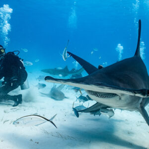 Great hammerhead head-on in front of a feeder and divers, jacks around, Bimini, Bahamas