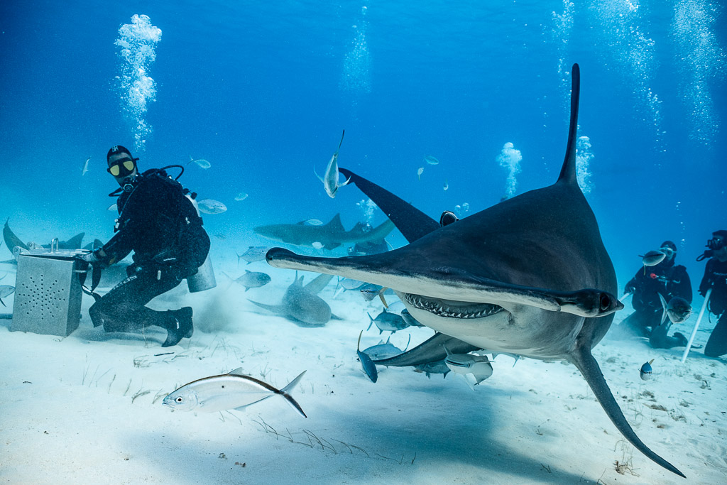 Great hammerhead head-on in front of a feeder and divers, jacks around, Bimini, Bahamas