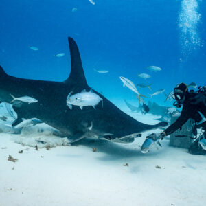 Great hammerhead in profile sweeping past a feeder over sand, Bimini, Bahamas