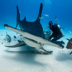 Great hammerhead head-on close to a feeder, nurse shark at the edge, Bimini, Bahamas