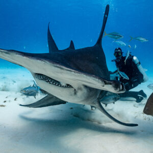 Great hammerhead coming straight at the lens with teeth showing, Bimini, Bahamas