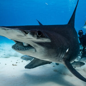Great hammerhead close-up holding bait in its mouth, Bimini, Bahamas
