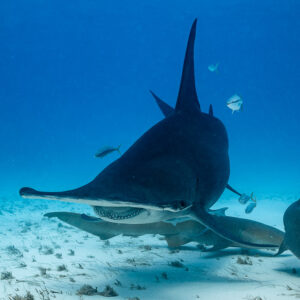 Great hammerhead gliding head-on low over the sand, Bimini, Bahamas