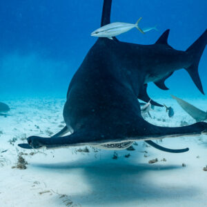 Great hammerhead from the front with wide hammer and tall dorsal, Bimini, Bahamas