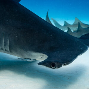 Great hammerhead flank and eye close-up with nurse sharks behind, Bimini, Bahamas