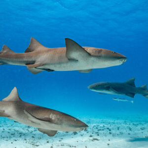 Three nurse sharks swimming over sand in blue water, Bimini, Bahamas