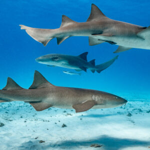 Trois requins-nourrices étagés au-dessus du fond sableux, Bimini, Bahamas
