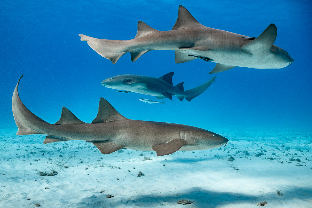 Three nurse sharks stacked in layers above the sandy bottom, Bimini, Bahamas