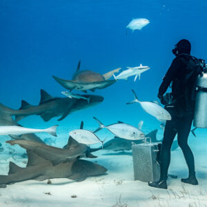 Feeder standing by his bait box surrounded by nurse sharks and jacks, Bimini, Bahamas