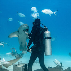 Vue verticale d’un nourrisseur donnant à manger à un requin-nourrice dressé vers lui, Bimini, Bahamas