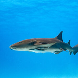 Nurse shark in profile in open blue water with remora, Bimini, Bahamas