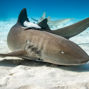 Nurse shark lying on sand with a remora on its back, Bimini, Bahamas