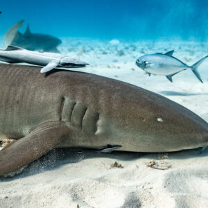Nurse shark resting on sand with remora, a jack swimming past, Bimini, Bahamas