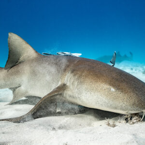 Nurse shark nosing into the sand with remora on its back, Bimini, Bahamas