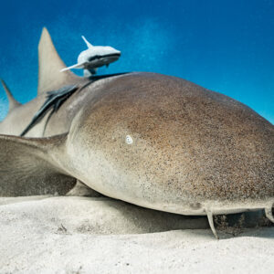 Low-angle view of a nurse shark on sand carrying a remora, Bimini, Bahamas