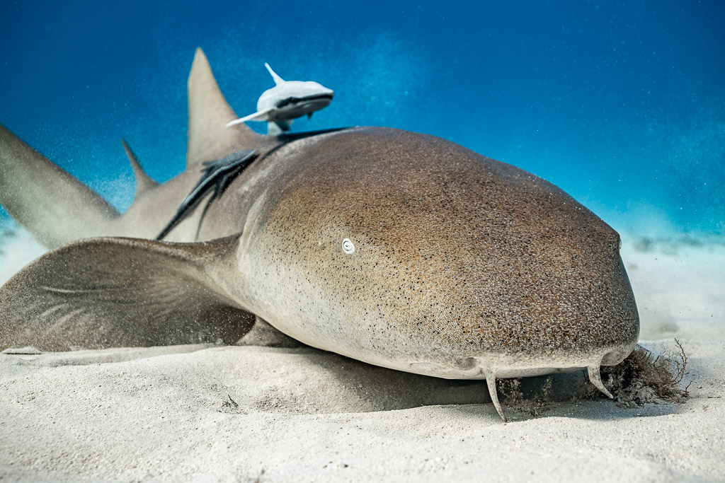 Low-angle view of a nurse shark on sand carrying a remora, Bimini, Bahamas