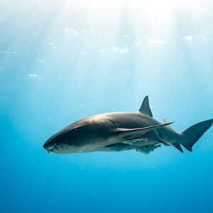 Nurse shark swimming under sunbeams in open water, Bimini, Bahamas