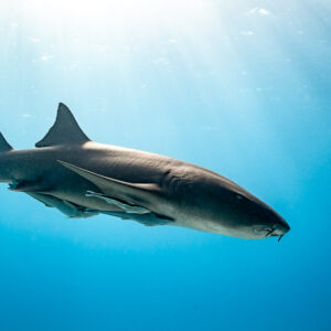 Nurse shark with remoras gliding left under sun rays, Bimini, Bahamas