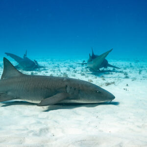 Nurse shark lying on sand with two more nurse sharks behind, Bimini, Bahamas