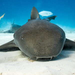 Nurse shark head-on resting on sand at eye level, Bimini, Bahamas
