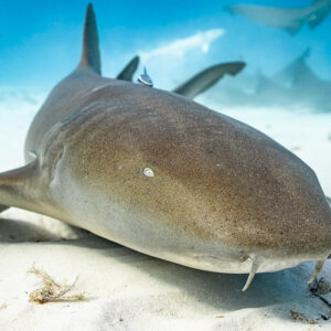 Gros plan de la tête et des barbillons d’un requin-nourrice sur le sable, d’autres derrière, Bimini, Bahamas
