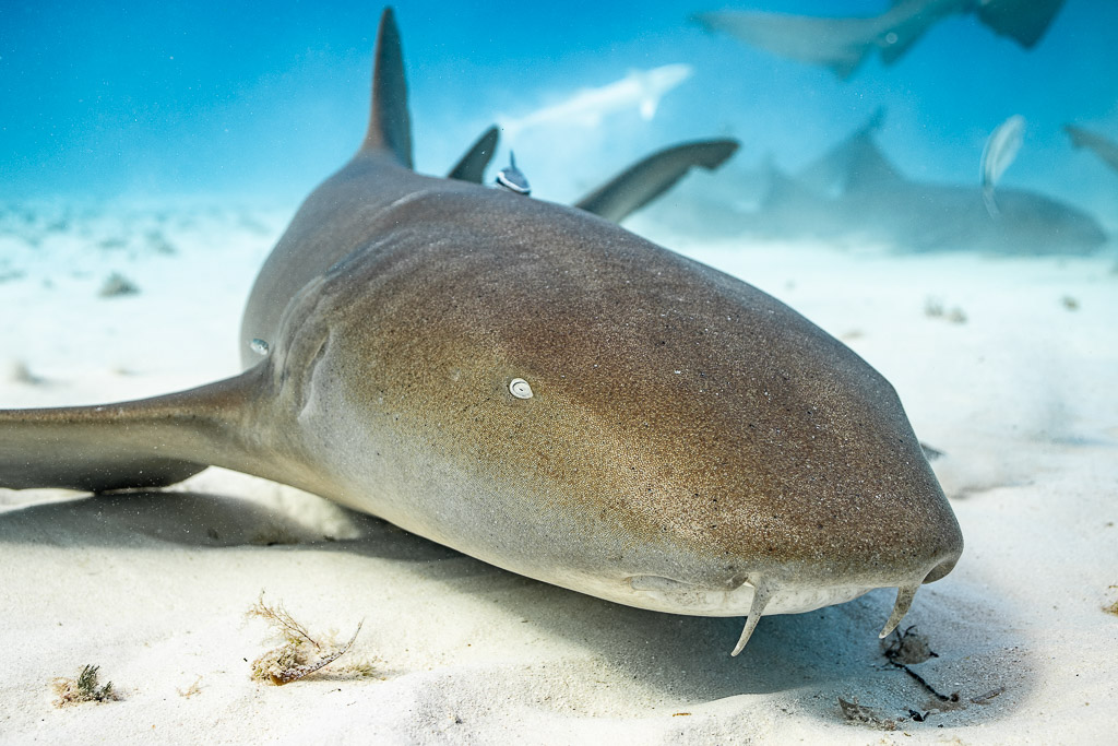 Nurse shark head and barbels close-up on sand with others behind, Bimini, Bahamas