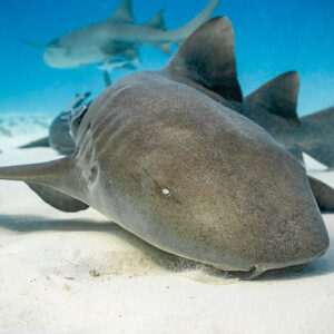 Nurse shark resting on sand with another nurse shark crossing behind, Bimini, Bahamas