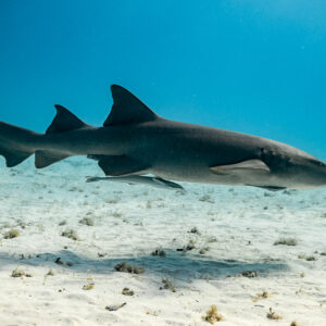 Nurse shark swimming low over sand in profile, Bimini, Bahamas