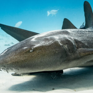 Nurse shark with scarred back resting on sand, remora on top, Bimini, Bahamas