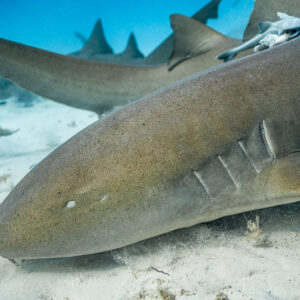 Gros plan des fentes branchiales et de la tête d’un requin-nourrice, rémora derrière, Bimini, Bahamas