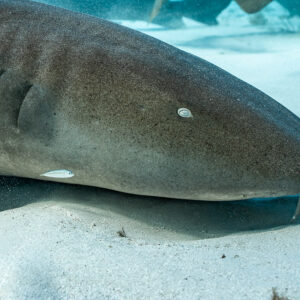 Tight close-up of a nurse shark head lying on sand, Bimini, Bahamas