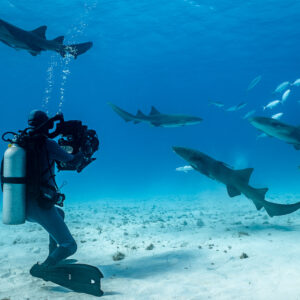 Vidéaste filmant des requins-nourrices et des carangues au-dessus du sable, Bimini, Bahamas