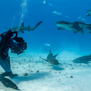 Vidéaste avec sa caméra parmi des requins-nourrices tournoyants, Bimini, Bahamas