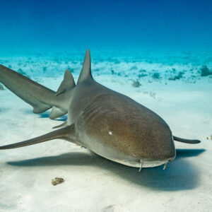 Nurse shark head-on on sand with barbels and pectoral fins spread, Bimini, Bahamas