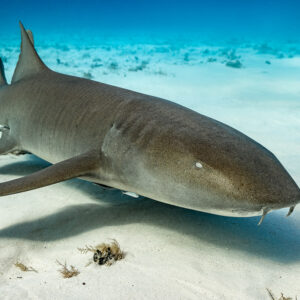 Nurse shark resting on sand casting a soft shadow, Bimini, Bahamas