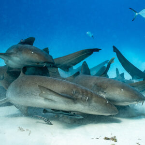 Amas de requins-nourrices se bousculant sur le sable, carangues au-dessus, Bimini, Bahamas