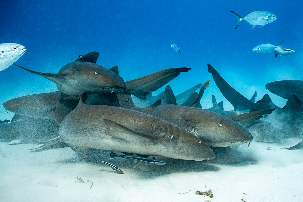 Pile of nurse sharks jostling on sand with jacks above, Bimini, Bahamas