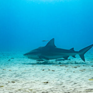 Bull shark cruising over sand accompanied by remoras, Bimini, Bahamas