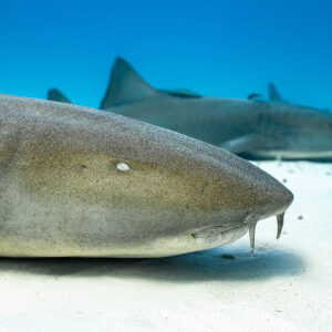 Gros plan de la tête d’un requin-nourrice sur le sable, un second requin derrière, Bimini, Bahamas
