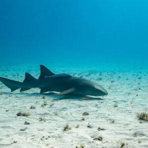 Nurse shark resting on sand seen at a distance, Bimini, Bahamas