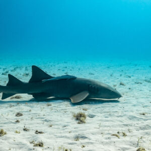 Nurse shark lying on sand in profile, wider view, Bimini, Bahamas